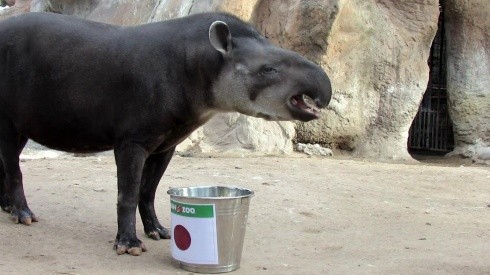 El tapir Manolo asegura que Japón le va a ganar a Chile el lunes