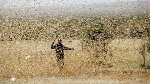 Plaga de langostas azota a África