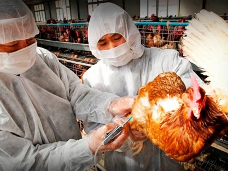 ¿Qué es la H5N6 o Gripe Aviar?