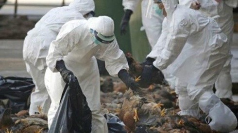 La cepa H5N6 de gripe aviar apareció por primera vez en 2014.