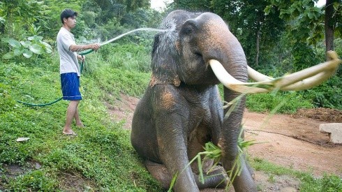 Los elefantes corren serio riesgo de ser raptados por la tala ilegal en Tailandia