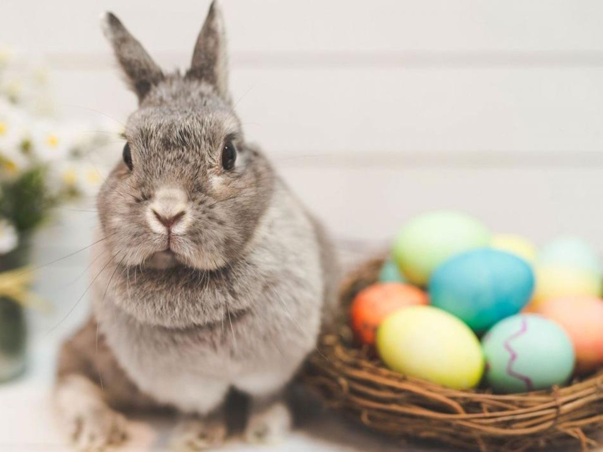 Cual Es El Origen Del Conejo De Pascua Redgol