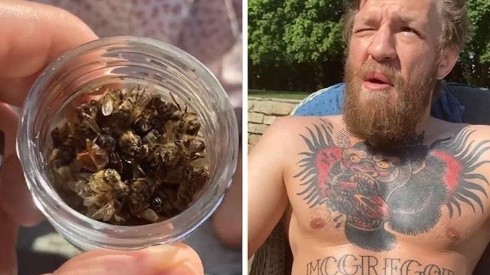 Conor McGregor suma una nueva locura a su lista y comió desde un frasco de abejas muertas