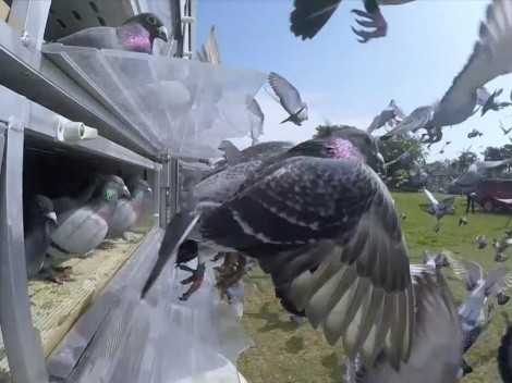Carreras de palomas se convierten en el primer deporte en volver a Inglaterra
