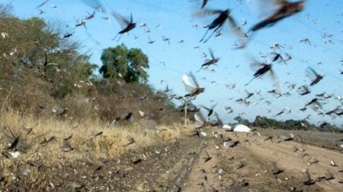 Plaga de langostas afecta al norte de Argentina y amenaza a Brasil