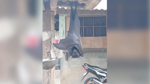 El murciélago gigante fue encontrado en Filipinas.