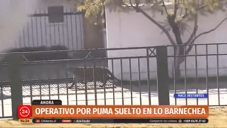 Las cámaras de 24 Horas captaron al puma circulando por las calles de Lo Barnechea.