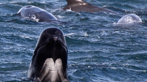 A nivel mundial se estima que hay unos 200.000 ejemplares de estas ballenas.