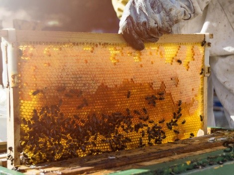 Los beneficios de los productos elaborados por las abejas