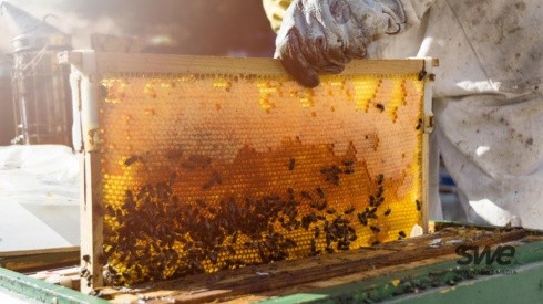 Productos como el polen, propóleo, miel o jalea real son algunos que elaboran las abejas.