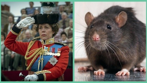 La Reina Isabel en "The Crown" junto a un ratón/rata común y silvestre.