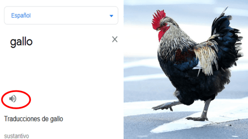 ¿Cómo se escucha "Gallo" en el traductor de Google?