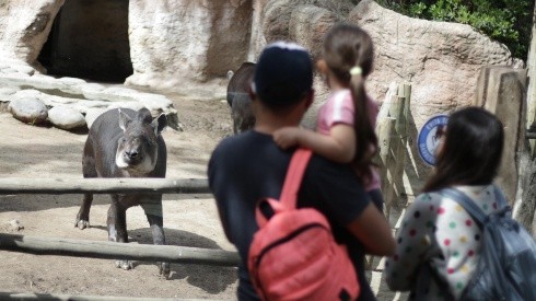 Zoológico abrirá sus puertas este domingo.  (Agencia Uno).