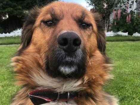 Brownie se roba la película: Conoce el perfil de Instagram del perro de Gabriel Boric