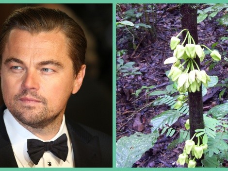DiCaprio ahora tiene un árbol con su nombre