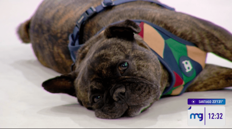 José Antonio Neme llega con sus perritos a Mucho Gusto.(1)