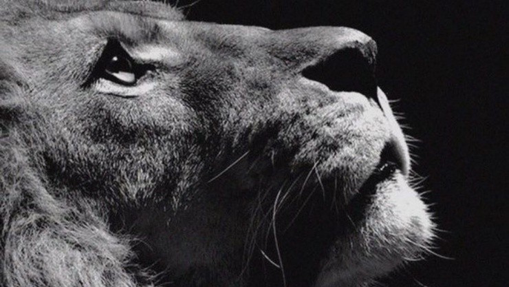 Joan Cruz parece emular a Alexis Sánchez al postear un león en Instagram, justo después de que se confirmó su ausencia entre los citados de Colo Colo para enfrentar a Huachipato