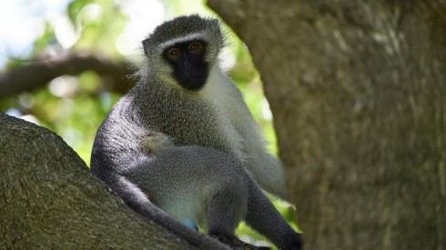 ¿En qué países se ha anunciado la Viruela del Mono?