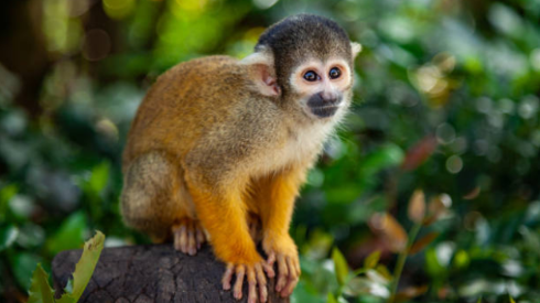 ¿Cómo evitar la Viruela del mono?