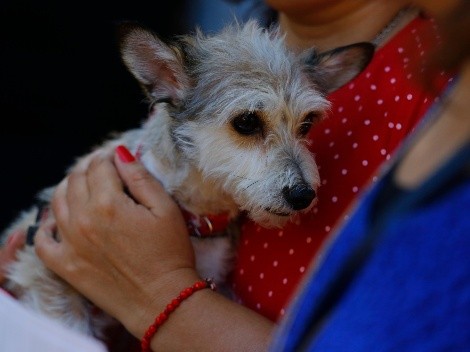 Congreso discutirá proyecto de permiso laboral por muerte de mascota