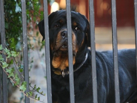 ¿Cuáles son las razas de perros más peligrosas de Chile?