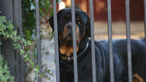 ¿Cuáles son las razas de perros más peligrosas de Chile?