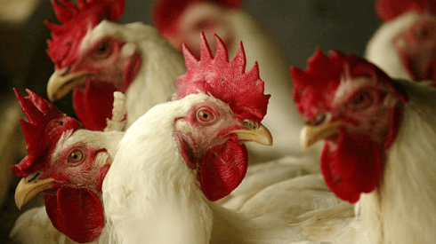 Gripe Aviar en Chile