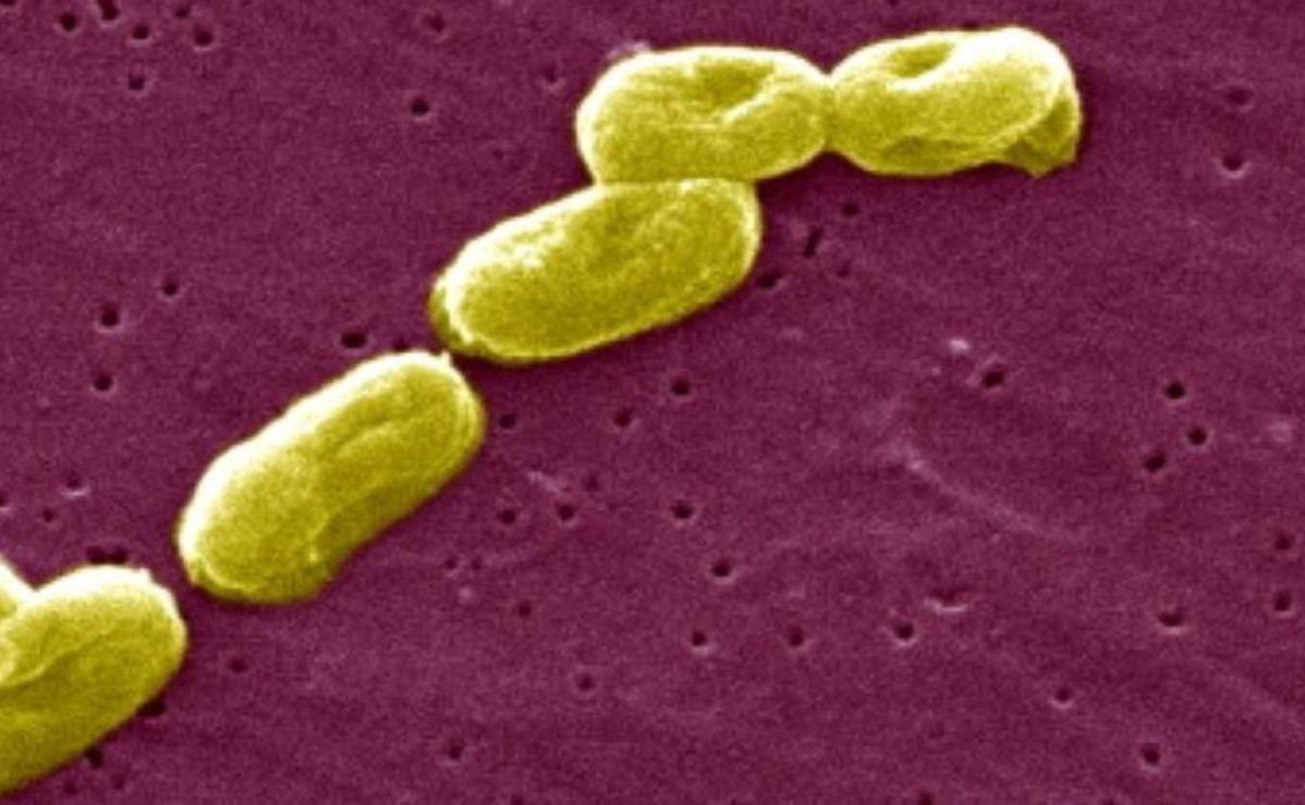 ¿Qué Es La Burkholderia Cepacia Y Qué Síntomas Tiene La Bacteria?