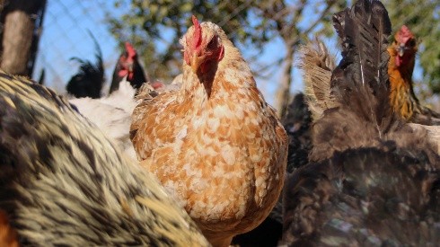 ¿Se puede consumir pollo y huevos tras  brote de gripe aviar?