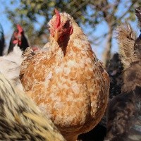 ¿Se puede consumir pollo y huevos tras  brote de gripe aviar?