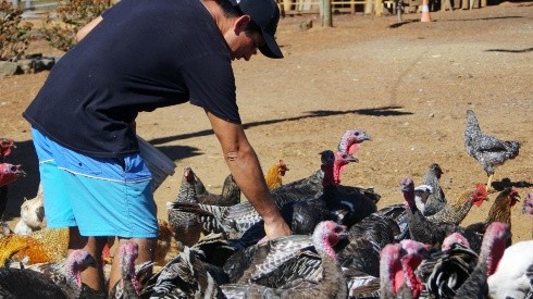 ¿Se puede contagiar la gripe aviar a los humanos?