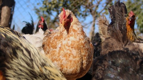 ¿Se puede contagiar la gripe aviar a las personas?