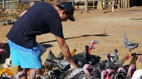 ¿Cuáles son los síntomas de la gripe aviar?