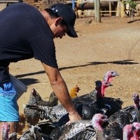 ¿Cuáles son los síntomas? Primer caso de humano con gripe aviar es confirmado en Chile