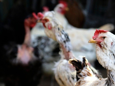 Confirman primera muerte humana de gripe aviar