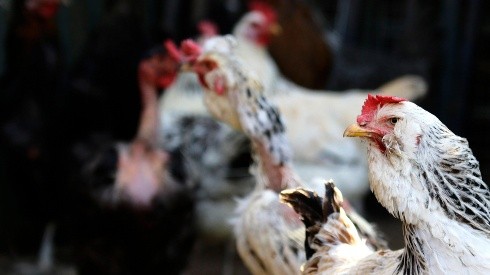 Confirman primera muerte humana de gripe aviar