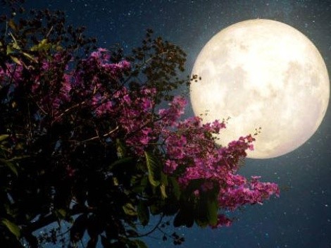 ¿Cuándo es la Luna de las Flores en mayo?