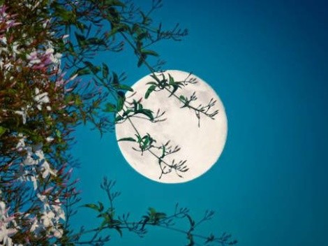 ¿Cuándo es la Luna de las Flores y por qué se llama así?