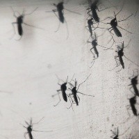 Minsal anuncia alerta sanitaria en siete regiones por peligroso mosquito