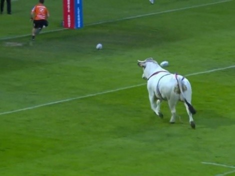 Un toro entró a un partido de rugby en Francia
