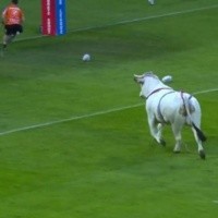 Un toro entró a un partido de rugby en Francia