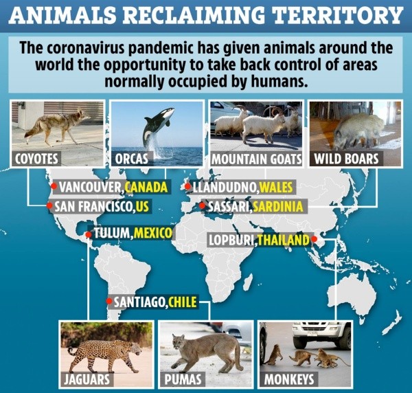 “Animales reclamando su territorio”, tituló The Sun.