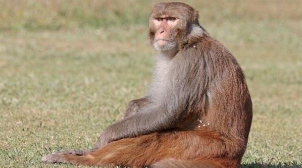El macaco Rhesus tiene un gran parecido biológico al humano.
