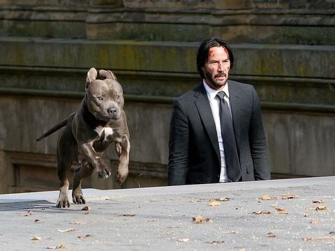 John Wick y su nuevo perro tendrán que esperar un total de tres años para volver a reencontrarse.