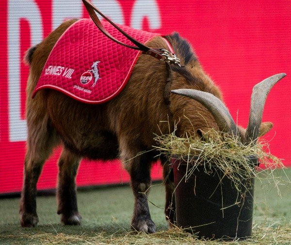 La famosa mascota del Colonia seguirá relegada por las medidas de seguridad de los partidos. (Foto: Getty)