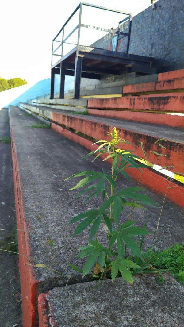 La planta de marihuana que creció entremedio del cemento de una galería del Estadio Lorenzo Arandilla. (FOTO: @@Juansante)