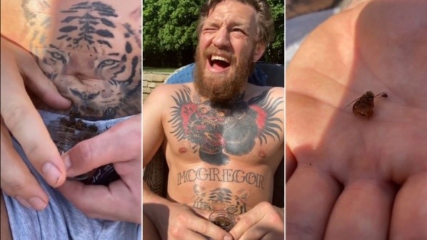 Conor McGregor suma una nueva locura a su lista y comió desde un frasco de abejas muertas