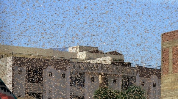 Las calles de Pakistán están invadidas de langostas.