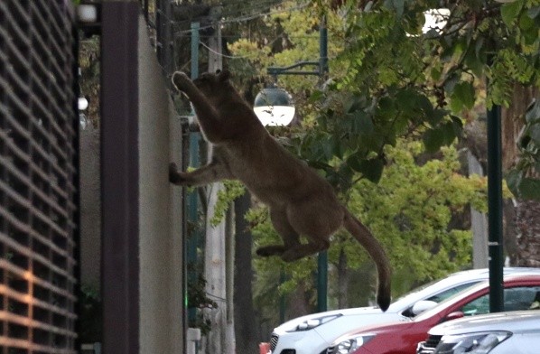 Desde hace algunos meses se han visto varios pumas caminando por las calles de Santiago. Foto: Agencia Uno