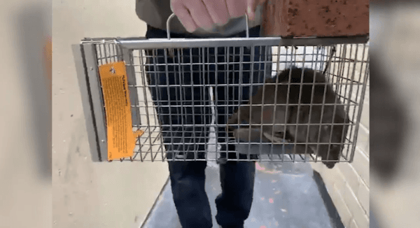 Este es otro de los ratones que un habitante de Litherland capturó en los últimos días.